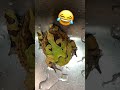 人工飼料に不信感を抱いているカエル。 アマゾンツノガエル スリナムツノガエル shorts pacmanfrog カエル ペット 両生類