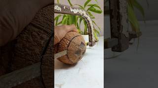 how to make coconut shell hanging plant Pot || #Shortsfeed #diy #youtubeshorts #shorts