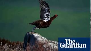 Activists sue ministers over release of game birds for shooting