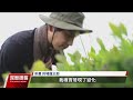 「藍碳」可吸存溫室氣體 日本推動海藻種植研發｜20230715 全球現場深度週報