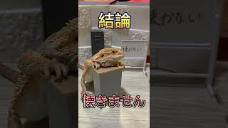 爬虫類って懐きますか？　【獣医学生が解説】