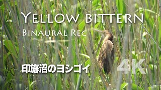 野鳥撮影・ 野鳥動画・ヨシゴイ・Yellow bittern・バイノーラル録音・4K