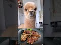 cute llama alpaca can attack human hilairous funniest animals videos shorts 136