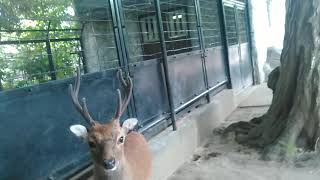 井の頭動物園の鹿