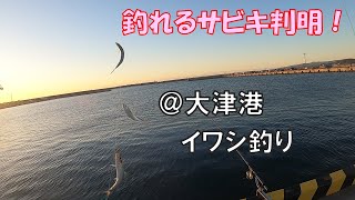 大津港のイワシ・釣れる仕掛け判明【サビキ釣り】