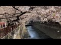 【さんぽ】目黒川の桜 池尻大橋駅〜中目黒駅 2021 03 27 meguro river cherry blossoms ikejiri ohashi station nakameguro