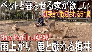 やっぱり家が欲しい！鹿に癒されるアラフィフの一日　雨上がりの奈良公園　鹿と梅園　ペットと暮らす夢を諦めない Nara Park in Japan