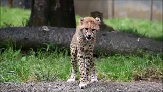 多摩動物公園の動物たち 2019年5月13日 Tama Zoo