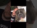 American bully❤️.bully dog attitude whatsapp status #pitbull#viral#dogfight#populardogs#shorts