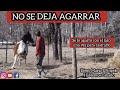 POTRO CHUCARO. LO ENLAZARON PARA CASTRARLO NO SE DEJA AGARRAR  #caballossalvajes #horseman