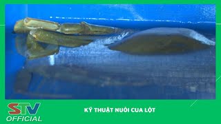 STV - Kỹ thuật nuôi Cua lột