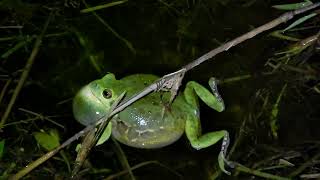 The Barking Tree Frog