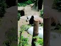 panda 🐼🇲🇾马来西亚大熊猫🐼在它们回中国前看一看✨12 03 2023✨熊猫✨马来西亚✨