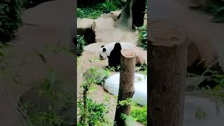 Panda 🐼🇲🇾马来西亚大熊猫🐼在它们回中国前看一看✨12/03/2023✨熊猫✨马来西亚✨