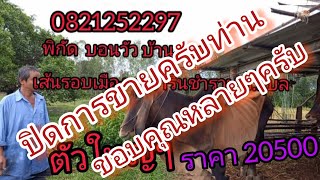 เปิดราคาวัวถูดสุดๆๆๆๆ  สายขุนสายวัวโครงต้องดู🤩🤩🤩🤩20500บาทตัวใหญ่มาก#วัวแดง #วัวงาม #ขายวัว #วัวอุบล