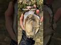 Fresh giant oyster #oyster #giantoyster