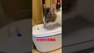 保護猫が水を飲んでるだけの動画 #short #猫 #cat