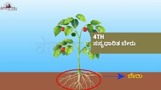 ಸಸ್ಯಧಾರಿತ ಬೇರು || 4TH STANDARD || EVS || DRONA EDU