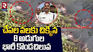 చేపల వలకు చిక్కిన 8 అడుగుల భారీ కొండచిలువ | 8 Foot-Long Python Caught in Fishing Net@RTVMahabubnagar