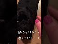 来るもの拒み去るもの追う、ツンデレな黒パグ a tsundere black pug that refuses what comes and chases what goes away