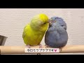 マメルリハ カキカキにヤキモチ😡 ｜vlog 12 おしゃべり🐤ベタ慣れ parakeet マメルリハ インコのいる暮らし