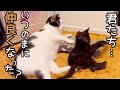 ウルンと子猫がいつの間にか仲良しになっていました。