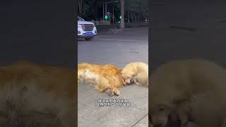 当小抚慰犬再次见到爸爸，肉眼可见的想他！#cute #golden #shorts