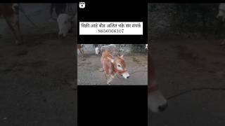 🔥🔥 #ajitchakre_dairyfarm #beed #bailgada_sharyat_live #mh23 #short #shots_youtube #khilar #हीरापुर