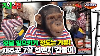 [기인열전] 영특한 침팬지 갑돌이의 묘기쇼! (ft.주인 놀리기😝) #기인열전 #MSG (MBC 970330방송)