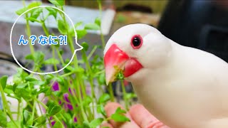 【文鳥】豆苗ぱくぱくタイム【Java sparrow】