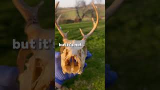 I found a deer skull 🦌💀