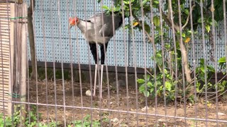 パックンチョくんがお父さんに？？【‎2024年‎5月30日】【上野動物園】ヘビクイワシ