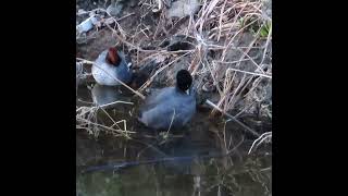 オオバン狛江地区ショート 2025 01 18 #オオバン #野鳥 #birds #wildlife #nature #自然観察ぶらり散歩