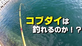 けんじの一人釣行！コブダイに挑戦！Asian sheepshead wrasse fish