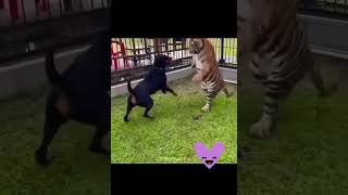 Rottweiler vs tiger #rottweiler #rottweilerpuppy #aggressive #tiger #lion #fight er