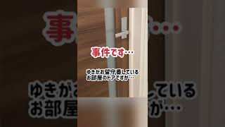 シニア猫ドアを本当に開けたの⁇🤔その①