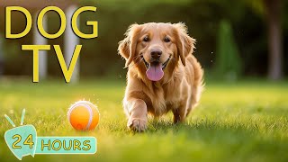 DOG TV:  Entertainment Help for Dogs Relax, Fun & Happy When Home Alone - Best M