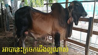 បាឥណ្ឌូប្រេស៊ីលដាក់មេ១០ម៉ឺនរៀល កំពុងប្រមូលមេសំបើមណាស់ (012313938), កំពង់ចាម, Indo-brazil bull