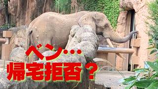 【アフリカゾウ 八木山動物公園】なぜ、ベンは部屋に帰らないのか？日本最大の陸棲動物の意外な一面｜Why do African elephants refuse to return home?