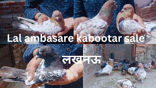 top quality Lal Ambasare kabootar sale for in Lucknow 7007425768 pigeon loft india