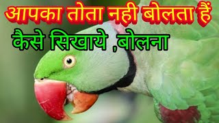 अगर आपका तोता भी नही बोलता तो ये काम करे बोलना सिख जाएगा ।#rawparrot #ringnackparrot #talkingparrot