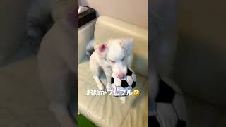 ブルブル振動するボールをくわえて自分自身もブルブルさせてる愛犬サニー#short #ボーダーコリー# 白いボーダー #いぬ