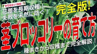 茎ブロッコリーの上手な育て方（種まきから収穫までを完全解説）茎ブロッコリー栽培方法のコツとポイントが分かる！