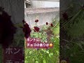 2023年7月　 庭の花々　 40代の休日　 チョコレートコスモス　 shorts