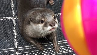 カワウソさくら 飼い主を無視！気に入った物は離さない！　Otter that wants to put a hand in the hole