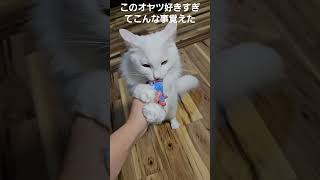 おやつ好きすぎでしょ🤣#ねこ #猫 #猫のいる暮らし #面白い #猫好き#short