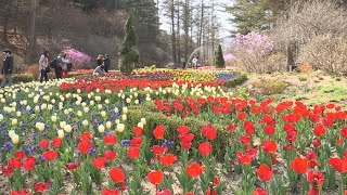 벚꽃엔딩이 아쉽다면? 가평 봄나들이 봄꽃축제로! / 연합뉴스TV (YonhapnewsTV)