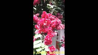 776🌿🥀#shorts, Bougainville easy to grow n care#youtube shorts