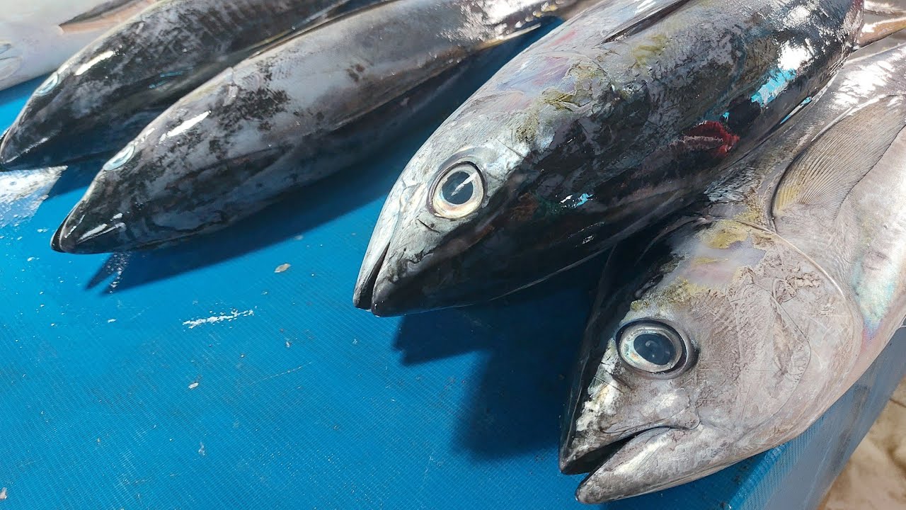 Live Second 15 Sept 24 Cutting Yellowfin Tuna By Skilled Hands At