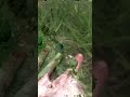 Pov you trying to touch grass😔🥺😭 #fun #viral #sad # grass